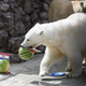 Female polar bear Aurora, who lives at a zoo in Krasnoyarsk, Russia, sunk her teeth into a prediction that Russia will beat Croatia when they play the last quarter-final game on Saturday in Sochi.